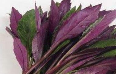 补血菜的功效与作用 补血菜的营养价值