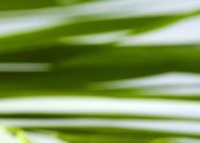 茶叶功效 铁观音茶叶功效