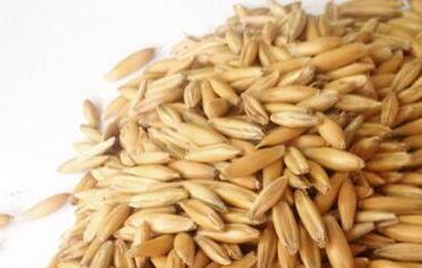 什么是皮燕麦 什么是皮燕麦和裸燕麦的区别