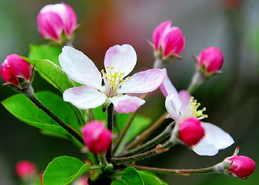 苹果树花期管理要点，苹果树怎么种植好