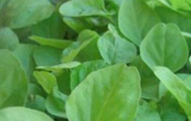 苋菜籽的功效与作用及药用价值（苋菜籽的功效与作用及药用价值是什么）