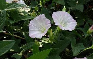 打碗花怎样食用 打碗花怎么吃