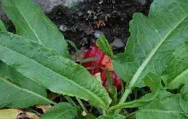 野菠菜怎么吃（野菠菜怎么吃视频）