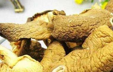 元蘑的功效与作用 元蘑的功效与作用及食用方法