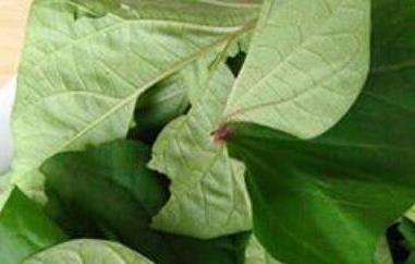 红薯叶的功效与作用 红薯叶的功效与作用禁忌