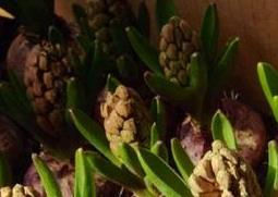 风信子图片和养殖技巧（风信子的养殖图片）