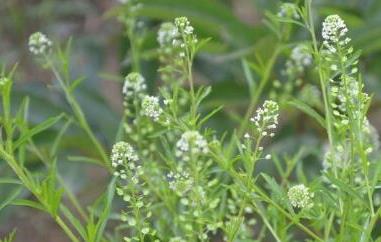 独行菜和臭独行菜的区别（臭独行菜可食用吗）