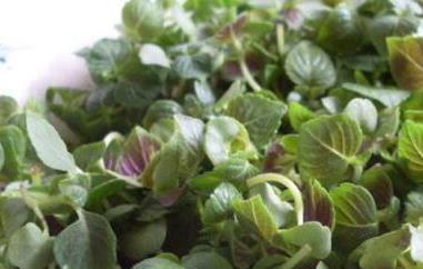 苏子菜怎么做好吃 苏子菜怎么做好吃又简单