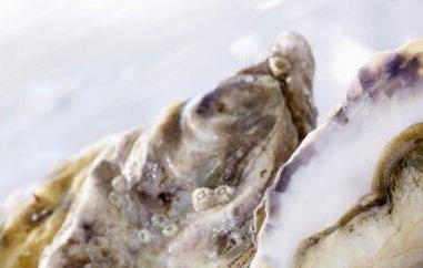 海蛎子和生蚝的区别（海蛎子和生蚝是一种东西吗）