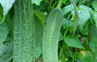 怎么种植丝瓜（怎么种植丝瓜瓤子）