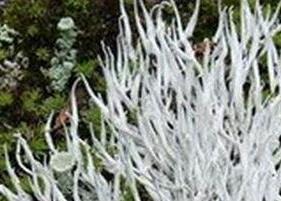 西藏雪茶的功效（西藏的红雪茶功效）