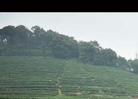 杭州梅家坞龙井茶（梅家坞西湖龙井茶）