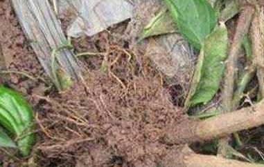 辣椒根有什么药用作用 辣椒根有什么用途