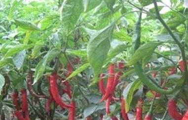 辣椒头的功效与作用（辣椒头的功效与作用及禁忌）