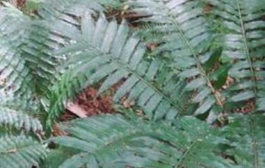 马蹄蕨的功效与作用及药用价值（马蹄蕨的功效与作用及药用价值及禁忌）