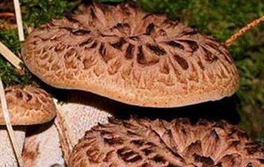 虎掌菌怎么吃（虎掌菌吃法）