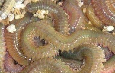 沙蚕的功效与作用 沙蚕的功效与作用及禁忌