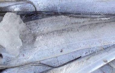 刀鱼和带鱼的区别 刀鱼和带鱼的区别是什么