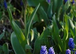 风信子和葡萄风信子的比较（葡萄风信子长什么样）