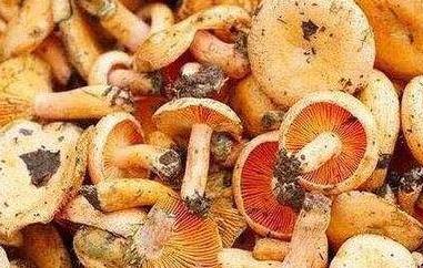 松树菌的功效与作用及禁忌 松树菌的功效与作用及食用方法