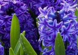 风信子怎么养殖 风信子的养殖方法