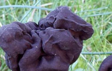 马鞍菌的作用与功效（马鞍菌可以食用吗）