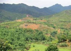 绿茶菊花的功效与作用 菊花和绿茶的功效与作用