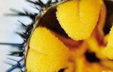 海胆的营养价值（海胆的营养价值及危害）