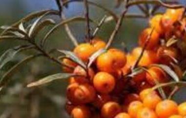 沙棘籽油的功效与作用 沙棘籽油的功效与作用及副作用