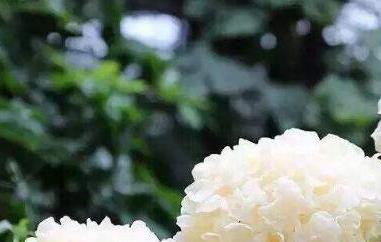 白木耳的功效与作用（白木耳的功效与作用吃了对女人好吗）