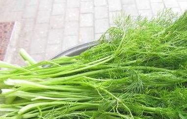 小茴香的功效与作用 小茴香的功效与作用与主治