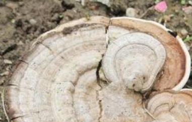 老牛干的功效与作用（老牛干的功效与作用视频）