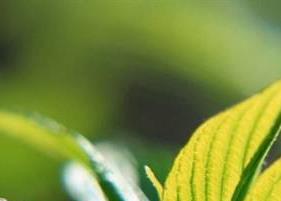 喝龙井茶有什么好处 喝龙井茶有什么好处?