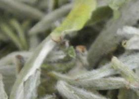 白毫银针怎么泡(白毫银针怎么泡茶)