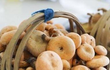 紫花菌的功效与作用(紫花菌的功效与作用及禁忌)