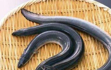 鳗鱼与鳝鱼的区别 鳝鱼和鳗鱼有什么区别