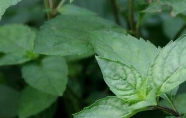 十香菜的功效与作用及禁忌（十香菜的功效与作用及禁忌症）