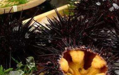 活海胆怎么吃 活海胆怎么吃最好