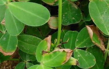 花生叶的功效与作用(花生叶的功效与作用副作用)