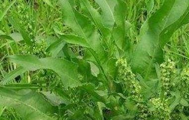 杨铁叶子的功效与作用（杨铁叶子的功效与作用禁忌）