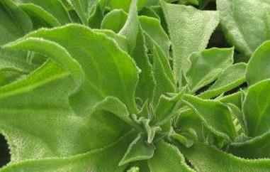 冰菜的食用方法（冰菜的食用方法和做法）