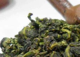 铁观音怎么泡好喝(铁观音怎么泡好喝又简单)