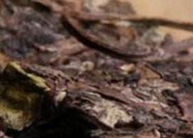 白茶饼怎么喝 白茶饼怎么喝才正确方法