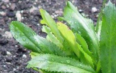 大芫荽和香菜的区别（大芫荽和芫荽的区别）