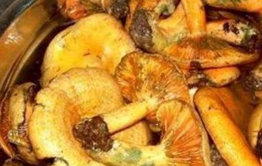 紫花菌怎么吃（紫花菌怎么吃?）