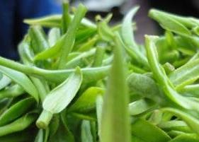 黄山毛峰的功效和冲泡方法 黄山毛峰怎么泡才好