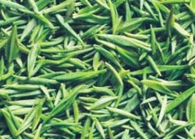 喝毛尖茶的好处（喝毛尖茶的好处哪些）