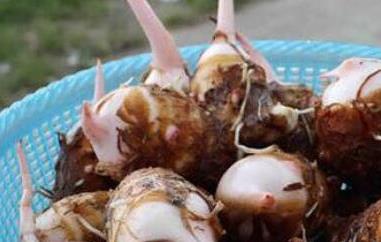 芋头芽能吃吗（芋头发芽能吃吗?）