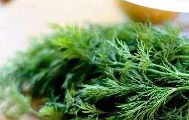 茴香苗的功效与作用(茴香苗的功效与作用禁忌)