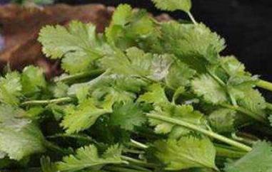 香菜煮水的功效与作用（葱须加生姜香菜煮水的功效与作用）